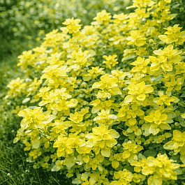 Душица обыкновенная Gold