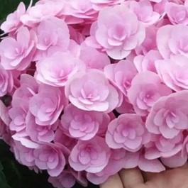 Гортензия крупнолистная You And Me Love