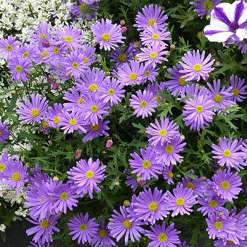 Брахикома Brasco Violet