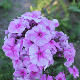 Флокс метельчатый Чюрленис