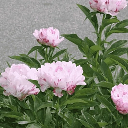 Пион Молочноцветковый Petit Elegance