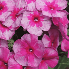 Флокс метельчатый Перун