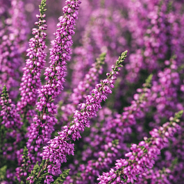 Вереск обыкновенный Colette