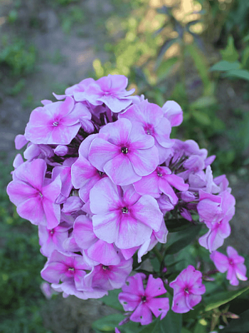 Флокс метельчатый Чюрленис