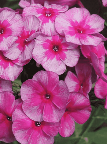 Флокс метельчатый Перун