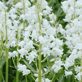 Гиацинтоидес White