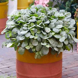 Живучка ползучая Princess Elsa