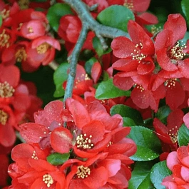 Айва превосходная Fire Dance