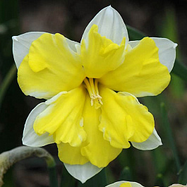 Нарцисс с расщеплённой коронкой Кассата
