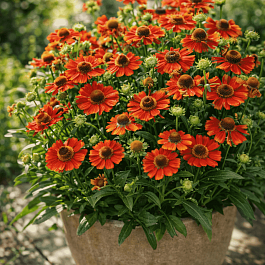 Гелениум осенний Strawberry sundae