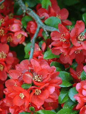 Айва превосходная Fire Dance