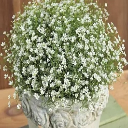 Гипсофила метельчатая White
