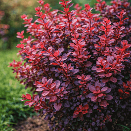 Барбарис Тунберга Atropurpurea Nana