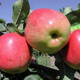 Яблоня Скала