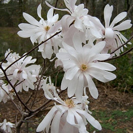 Магнолия звездчатая Ватерлили