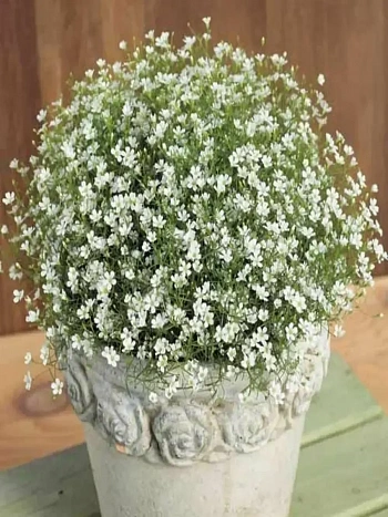 Гипсофила метельчатая White