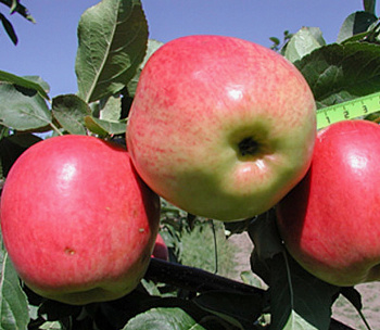 Яблоня Скала