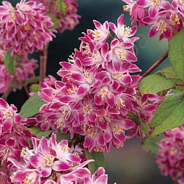 Дейция великолепная Турбилон Руж