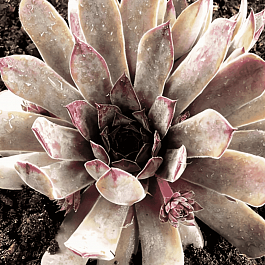 Молодило кровельное Julia