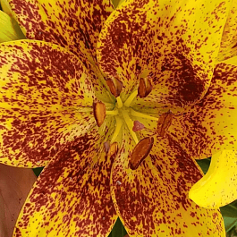 Лилия Tiny Nugget