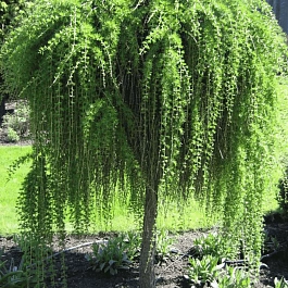 Лиственница европейская Pendula