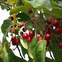 Яблоня декоративная ягодная Стрит Парад Яблоня декоративная ягодная Стрит Парад