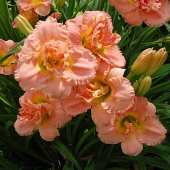 Лилейник гибридный Силоам Дабл Классик