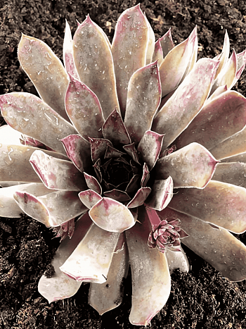 Молодило кровельное Julia