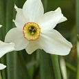 Нарцисс Recurvus