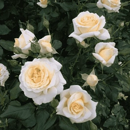 Роза чайно-гибридная Anastasia