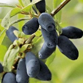 Жимолость плодовая Candy blue  (Lawina)