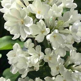 Сирень обыкновенная  Рочестер