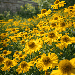 Гелениум Fata Morgana