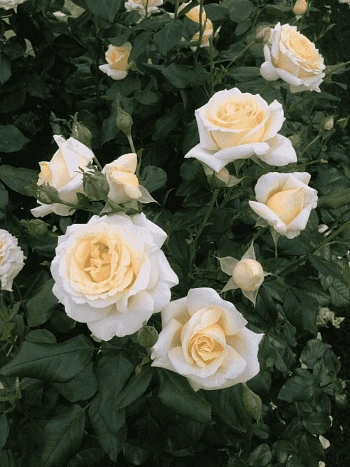 Роза чайно-гибридная Anastasia