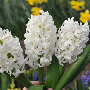 Гиацинт садовый Антарктика Гиацинт садовый Антарктика