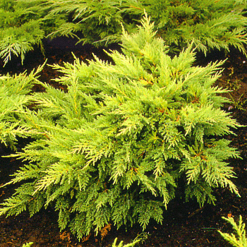 Можжевельник средний Мордиган Голд