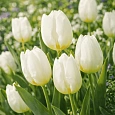 Тюльпан ранний White Prince