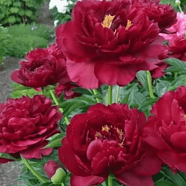 Пион Old Faithfull