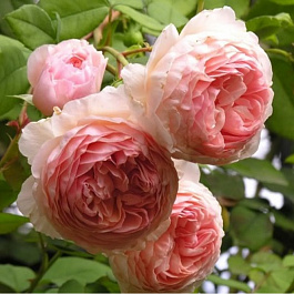 Роза парковая Принцесс Шарм