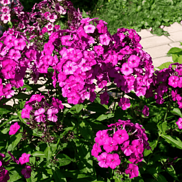 Флокс метельчатый Князь Игорь