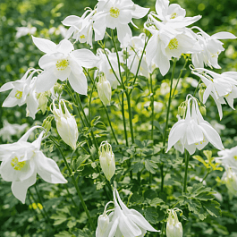 Аквилегия вееровидная Spring Magic  White