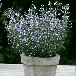 Душевик котовниковый Blue Cloud