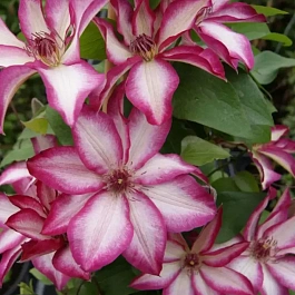 Клематис Picotee