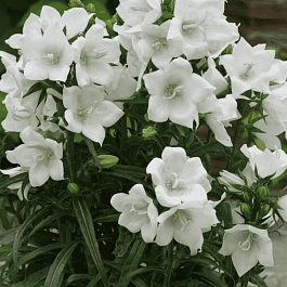 Колокольчик персиколистный Takion White