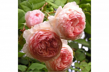 Роза парковая Принцесс Шарм