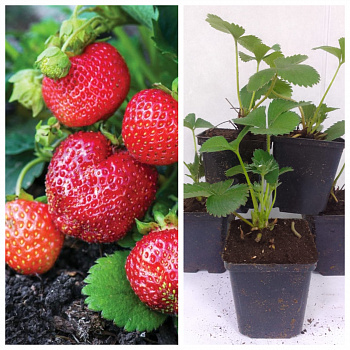 Земляника садовая Дэли НАБОР 5ШТ