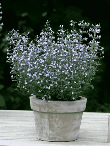 Душевик котовниковый Blue Cloud