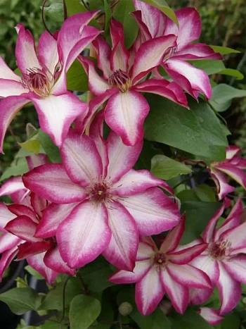 Клематис Picotee