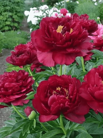 Пион Old Faithfull