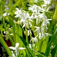 Сцилла сибирская Alba